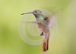 Buff-belied hummingbird hovering