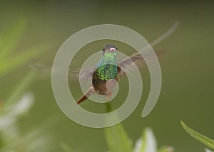 Buff-bellied hummingbird flying photo