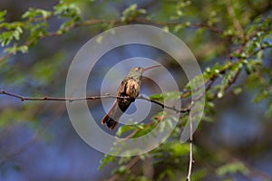 Buff-bellied Hummingbird on tree limb.