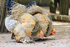 Buff Brahma bantam chicken