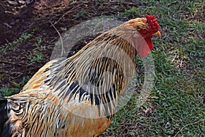 Buff Brahma bantam rooster in Ribeirao Preto, Brazil