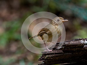 buff-breasted babbler