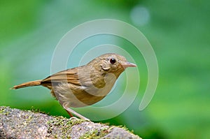 Buff-Breasted Babbler bird