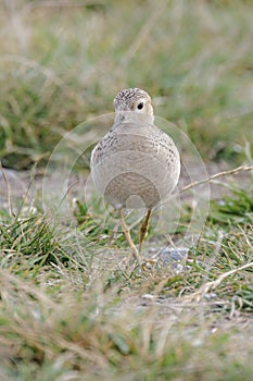 Buff-breasted Sandpiper bird