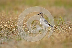 Buff-breasted Sandpiper (Tryngites subruficollis)