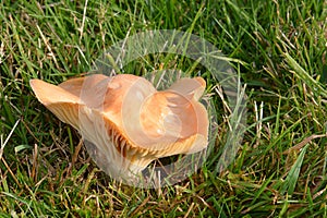 Buff cap mushroom (Hygrophorus pratensis)