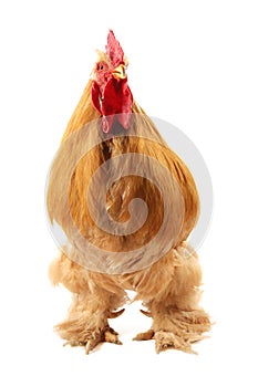 Buff cochin rooster photo