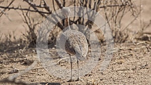 Buff-crested Bustard Back Detail photo