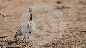 Buff-crested Bustard Looking Up photo