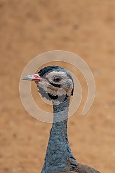 A buff-crested bustard Lophotis gindiana close-up f head looking at beak, neck in the desert sand