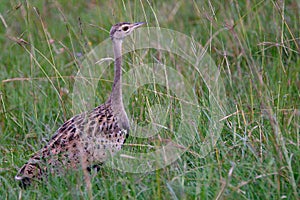 Buff-crested bustard, Maasai Mara Game Reserve, Kenya