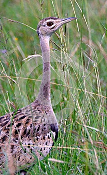 Buff-crested bustard, Maasai Mara Game Reserve, Kenya