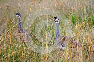 Buff-crested bustards, Maasai Mara Game Reserve, Kenya