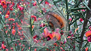 Buff Ermine moth caterpillar eating common brown pea wild flower