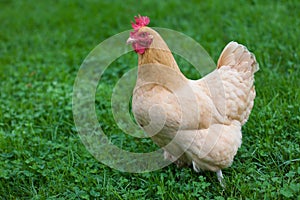 Buff Hen in grass photo