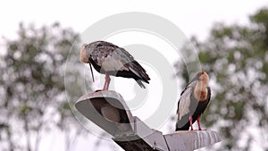 Buff necked Ibis Animals