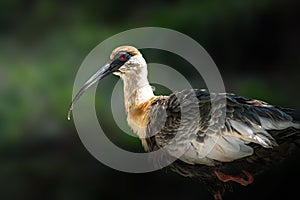 Buff-necked Ibis bird
