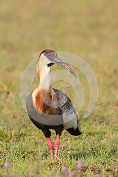 Buff necked Ibis standing in grassland