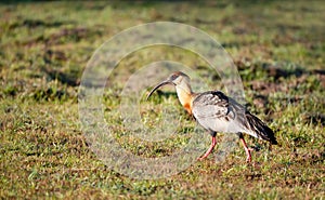 Buff-necked ibis walking on grass