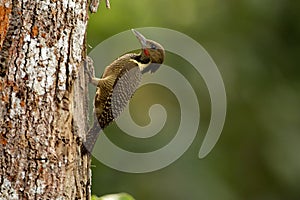 Buff-necked Woodpecker