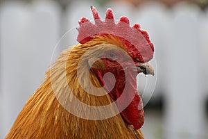 Buff Orpington