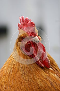 Buff Orpington