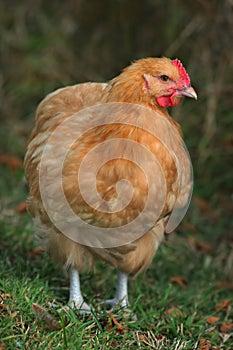 Buff Orpington Chicken photo