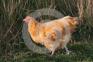 Buff Orpington Chicken photo