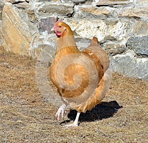 Buff Orpington Chicken doing a strut photo