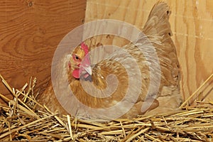 Buff Orpington chicken hen on nest.