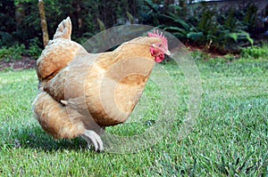 Buff Orpington Chicken Running