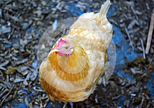 Buff orpington hen