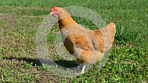 Buff Orpington hen