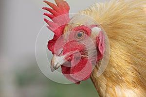 Buff Orpington Rooster