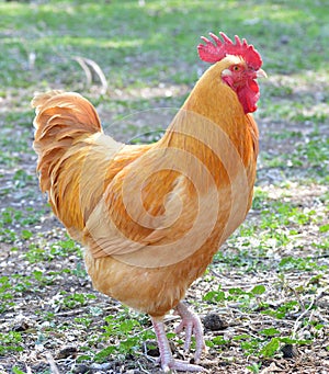 Buff Orpington rooster chicken