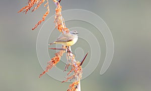 Buff-rumped Thornbill