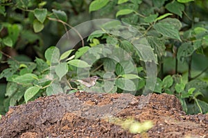 Buff-rumped Warbler (Myiothlypis fulvicauda) in Costa Rica photo
