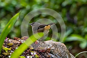 Buff-rumped warbler, Myiothlypis fulvicauda, in Costa Rica