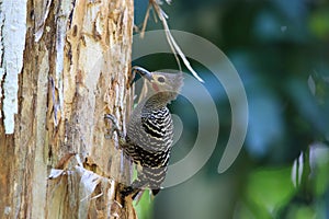 Buff-rumped woodpecker