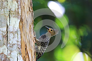 Buff-rumped woodpecker