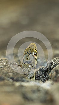 Buff striped keelback snake looking through a hole