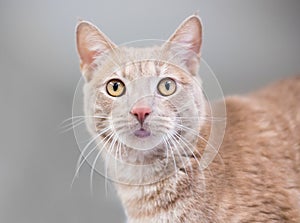 A buff tabby shorthair cat with a wide eyed expression
