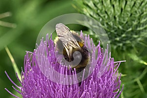 A Buff Tailed Bumble Bee - Bombus Terrestis - Collecting Pollen On A Thistle Flower head