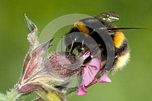 A Buff Tailed Bumble Bee - Bombus Terrestis on Red