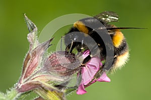 A Buff Tailed Bumble Bee - Bombus Terrestis on Red photo