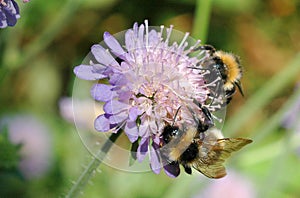 Buff tailed bumble bee (Bombus terrestris) photo