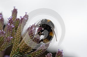 A buff-tailed bumble bee is feeding on a flower