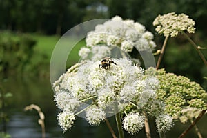 Buff tailed Bumble bee searching for honey on cow parsley on a clear summer day in the garden