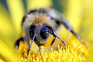 Buff-tailed Bumblebee