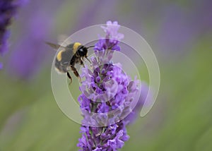 Buff-tailed bumblebee